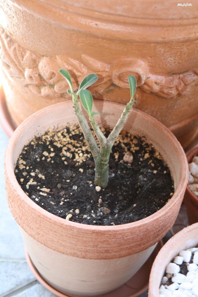 adenium reznica